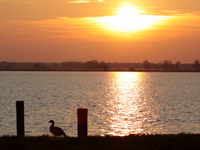 Misschien te weinig vogel, maar de avondzon kleurde alles prachtig.  Groeten Eelco.