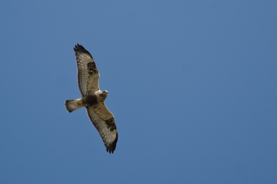Deze buizerd hing al enige tijd rond Westkapelle, ik had het geluk hem al biddend op te pikken. Kwam vrij snel over mij heen zeilen.