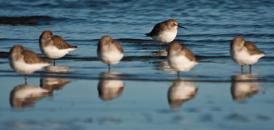 Op het wad bij de jachthaven zaten een heleboel Bonte strandlopers. En groepje heb ik heel voorzichtig benaderd, tot ik op zo'n 6 meter afstand kwam. Na elke stap maakte ik een aantal foto's. Toen ik na deze foto een stap zette, vlogen ze weg...