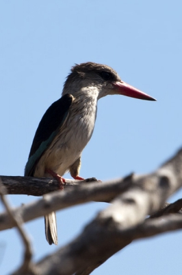 Dan plots toch een ijsvogel voor de lens op het moment dat je hem niet verwacht; geen water in de buurt, op het heetste moment van de dag. Kruger Park, Zuid-Afrika.