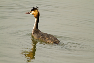 Even in de vogelkijkhut Lepelaarsplassen geweest. Wat een drukte kan het daar soms zijn. Kaartjes trekken hoeft gelukkig niet, maar door de fotografen kon je de vogels haast niet zien.