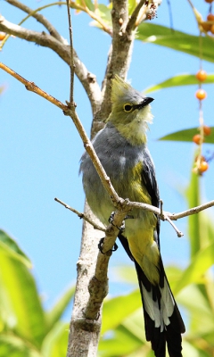 Na het zoeken van Quetzal ( en gevonden 3 stuks ) 
kwam ik deze vogel tegen bij terugkomst op het terrein van het Hotel. Helaas het licht wat fel maar vond bijzonder genoeg om toch te plaatsen omdat er nog maar 2 op BP staan.
www.worldnature-photos.com
