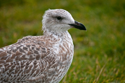 Was samen met mijn pake in het lauwersmeer gebied, toen ik op de dijk deze meeuw zag zitten.