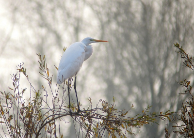 Deze grote Zilverreiger, zagen we eerst aan voor een 'plastic zak' in een boom..
Maar het bleek deze reiger te zijn. Hij zat op de nogal wiebelende takken van de wilg.. Mooi gezicht omdat hij/zij constant zat te corrigeren..