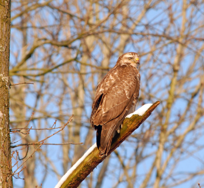 Deze Buizerd ging vlak naast me in de boom zitten en gaf me de kans om hem(of haar) mooi vast te leggen.