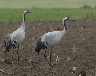 Kraanvogels van vrouw,vanaf zonnepittenzak vanuit auto man nog net op tijd gestopt om deze foto te maken,een techniek geleerd van Willem de Wolf doodeng maar doeltreffend.