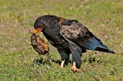 De Bateleur was relatief dicht te benaderen aangezien hij een prooi bemachtigd had ( schildpad)