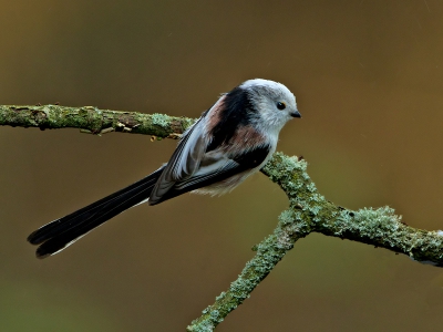 In een groepje van 6 staartmezen zat deze met een vrij witte kop. Vond de houding zelf wel leuk zo hangend aan de tak waardoor je de tekening op de rug van de vogel ook goed ziet.

Cor Visser
http://www.digitale-natuurfotografie.nl