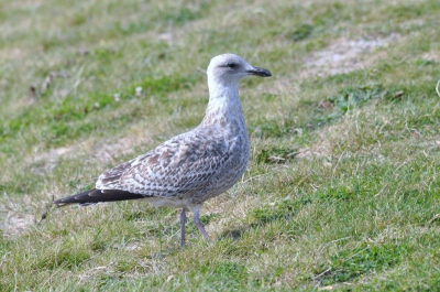deze vogel liep nog net niet voor je voeten zeer brutaal en er waren er genoeg gingen nog net niet naast je zitten