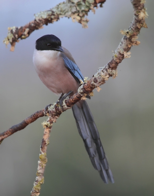 Vorige week met Jan Bosch in de Algarve vertoefd. Door de onstuimige zee waren er helaas geen pelagische trips mogelijk. Des te meer tijd was er voor de vogels op het vasteland. Deze blauwe flitsen zie je op veel plekken in kleine groepjes rondhangen, maar oh wat zijn ze alert en moeilijk benaderbaar. Na enige tijd posten bij strategische takken gelukkig toch een aantal fotos kunnen maken. Heb dit portret geschoten toen de zon even pauzeerde achter de wolken. Ben er erg blij mee. Uitsnede van een fullframe foto.

Voor wie het leuk vindt; op mijn website www.birdbeauty.nl staat inmiddels een eerste selectie fotos van de trip. In de loop van deze week volgen er meer. Ik nodig ook met name meeuwendeskundigen uit om even te kijken naar mijn geelpootmeeuw-fotos. Ben niet helemaal zeker van de determinatie.