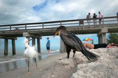 Geen enkele schuwheid viel te bekennen bij deze twee vogels. Ik zag vanaf de pier hoe ze elkaar naderden op het drukke strand en besloot langzaam door het zand dichterbij te kruipen met een groothoeklens. Voorovergebogen, turend door mijn hoekzoeker zag ik het witte reigertje flaneren en imponeren. Gewoon tussen alle andere badgasten. De aalscholver gaf weinig sjoege, waarna het reigertje maar weer verder liep. En ik bij behoedzaam weer terugtrok, dolgelukkig met dit fantastische moment!
