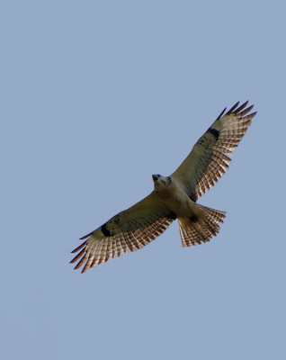 Deze Buizerd cirkelde al een poosje boven ons hoofd en liet zich mooi op de foto zetten!