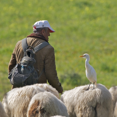 Deze herder en koereiger zijn blijkbaar oude bekenden, althans het lijkt of ze een praatje maken.