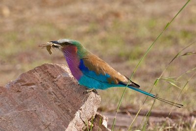 Dezez lilac breasted roller was net een sprinkhaan aan het verorbenen , wat een ideale kans gaf om dichterbij te komen. Met de prooi ziet hij er nog mooier uit