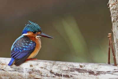 Bij het vissershaventje in de plaats Awassa aan het Lake Awassa in Ethiopi zitten veel vogels. Deze jonge malachiet ijsvogel zat te vissen vanaf een houten rekje.
Lopend kon ik redelijk dichtbij komen totdat een lokale puber erg veel belangstelling voor mij kreeg en de vogel gevlogen was.