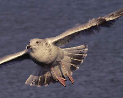 op de rand vd pier HvH een broodje aan het eten. Hij zat op een afstandje alles in de gaten te houden. camera lag naast mij. Plots vloog hij op om dichterbij te komen. Het moment waarop ik wachtte. 
Als beloning de rest vh broodje met hem gedeeld.