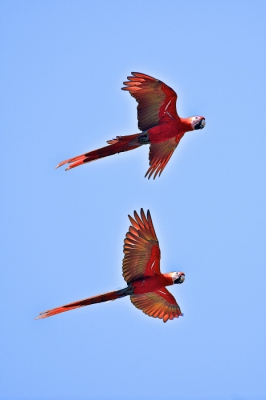 Een opname van een koppeltje scarlet macaws in de vlucht aan de kust in Costa Rica. In focus en juiste kleuren valt niet steeds mee