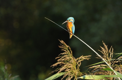 het ijsvogeltje ging niet op het overbekende stokje zitten, maar poseerde prachtig op die ene rietstengel, die nog in het zonlicht was.