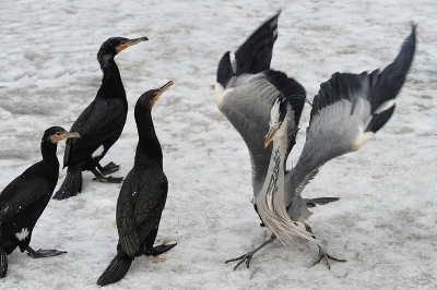 de reiger had een visje opgepeuzeld,de aalscholvers stonden erbij en keken ernaar.