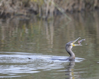 Vanochtend even in de bekende "ijsvogel" kijkhut in de oostvaardersplassen gezeten het was bewolkt en de ijsvogel liet op zich wachten maar deze aalscholver kwam wel langs om een baarsje te vangen persoonlijk vind ik dit wel een aparte foto.