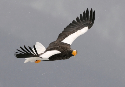 Op een grijze ochtend met lichte sneeuwval en een erg donkere lucht.
Deze Stellers keek nogal verschrikt onze kant op toen hij het enorme lawaai, wat uit de Olympus van Dennis (Binda) kwam, hoorde. Leek vergeleken met  de Nikon wel een ouderwets kanon :-)

Groet en een prettig weekend gewenst,

Harry