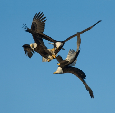 Vervolg op de foto die ik in december 2009 heb geplaatst.
Als in een broederschap hebben deze drie Bald Eagles hun klauwen tijdens een luchtgevecht om een visje op elkaar gelegd.

Hartelijke groet en een prettig weekend gewenst,

Harry