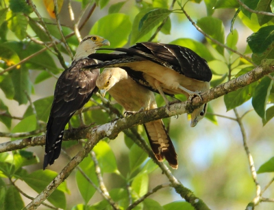 Vanuit boot genomen bij 1 van de tochten door Corcovado Nat park Er zaten er wel 9 waarvan deze mooi bij elkaar.