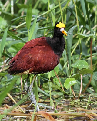 Deze snelle vogel vloog een aantal malen voor de boot uit voordat hij eindelijke heel even bleef zitten.
Dat was het moment om vast te leggen.