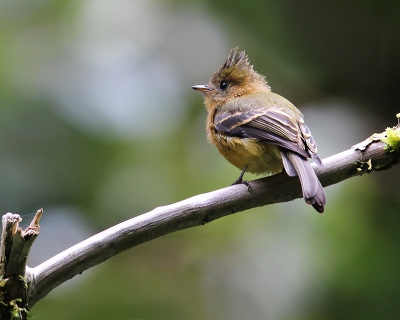 Bij 1 van de wandelingen door het midden gebergte zat deze kleine vogel luidruchtig te zingen daardoor viel hij/ zij op. Zat boven een klein riviertje op een tak.
www.worldnature-photos.com