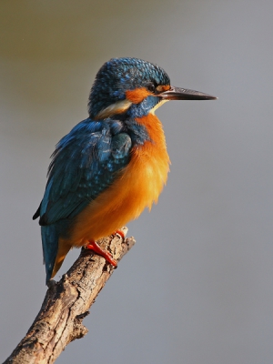 IJsvogel genietend van een lekker najaarszonnetje.
Zon stond wel ietsje hard, maar met comensatie toch goed gekregen.