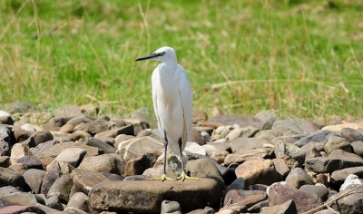 Deze kleine zilverreiger stond langs het Brielse meer, ik heb de foto vanuit de boot genomen en kon daarom zo dichtbij de vogel komen jij was al een paar keer eerder gezien en komt waarschijnlijk van het Quackjes water bij Rockanje vandaan.
De reiger icm de stenen op de achtergrond vind ik wel apart.