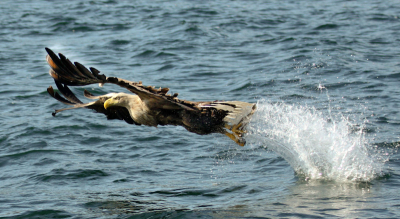 Op een eigenlijk veel te zonnige dag vanuit bootje op het Loch na Keal zee arend, die net een vis uit het water gepakt heeft. Opname met Canon EOS 50D, 100 - 400 mm Canon lens op 100 mm, f  5.0 1/2500