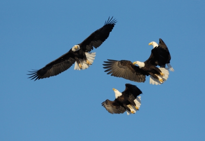 Het was soms een drukte van belang daar boven de wateren van de Kachemak Bay bij Homer in Alaska.
Heb je daar als hard voor de kost werkende Zeearend zojuist beslag weten te leggen op een visje, krijg je gelijk drie van je zogenaamde vrienden achter je aan die het je op de n of andere manier gewoonweg niet gunnen :-)
Zoals je kunt zien is de blik van de drie achtervolgers volledig gericht op het visje. De rest interresseert ze geen moer :)

Hartelijke groet en een prettig weekend gewenst,

Harry