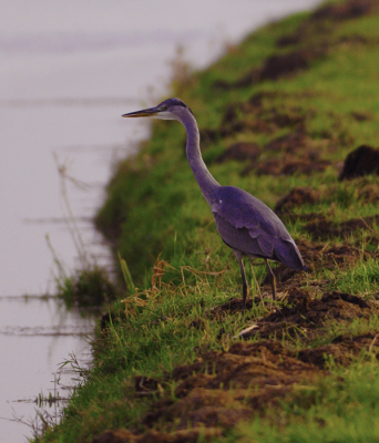 Deze Reiger liet zich prima op de foot zetten. Was druk in de weer met een en ander in de gaten te houden in de verte.