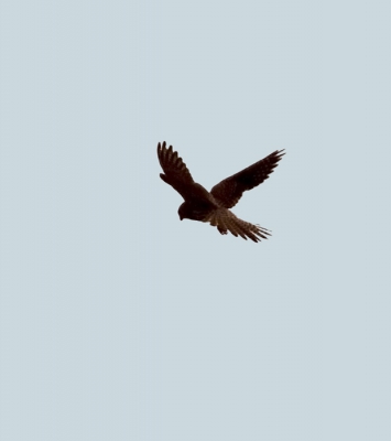Dit Torenvalkje in Minutenlang in de lucht. Hij was wel ver weg maar vond dit toch een fraaie foto om te plaatsen.