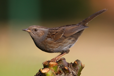 Dit heggemusje logeert al een poosje in mijn tuin, en laat zich vrij dicht benaderen.
Ik heb dan aan camouflagenet gehangen en na even wachte was hij al daar.
Ik heb de foto geplaatst omdat ik 'm zo mooi scherp vind en prima van kleur en compo.