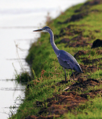 Deze Blauwe Reiger stond lekker van het zonnentje van vandaag te genieten