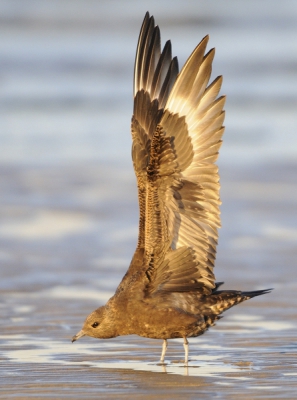 Kleine jager, juveniel,  zat lange tijd op het strand en trok zich niks aan van fotografen. Was tot zo'n twintig, vijf en twintig meter te benaderen. Hij werd onrustig omdat meeuwen in de buurt vlogen. Strekte zijn vleugels. Na een tijdje schoot hij met onverwacht grote snelheid op n van de meeuwen af om hem van een visje te beroven.