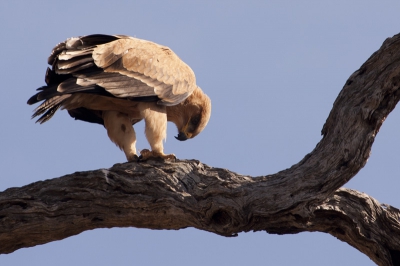 Wat een heerlijk park toch dat Kruger, vlak voordat het luipaard zich liet zien deze savannearend voor de lens. Is bezig een kleine prooi aan het oppeuzelen.