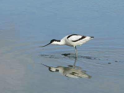 Als beginneling heb ik dit jaar heel wat kluten gefotografeerd.
Ze waren dit jaar dan ook uitgebreid te bewonderen in de UP
Deze pose vond ik persoonlijk heel leuk,  een stapje onderbelichten had misschien beter geweest ?