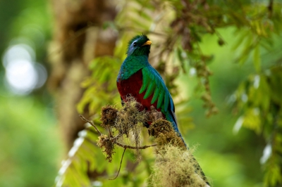 's morgens vroeg ( om 5.30) klaar om de Quetzal te zoeken. Dit lukte maar de afstand was vrij ver. Op de middag tijdens een wandeling plots oog in oog met een koppeltje. Ik had rium een uur de tijd om ze te vereeuwigen ( en dit van vrij dicht)