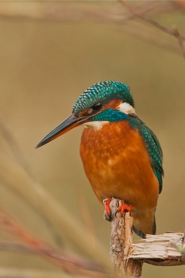 Gister na een mislukte poging in de poelruiter naar de leperlaarsplassen gereden en bij binnenkomst ging deze dame direct vlak bij de hut op deze tak staan.

Uit de hand met de 200-400, 1,4x converter er nog tussen zitten was het even zoeken naar de minimale focus afstand :-)