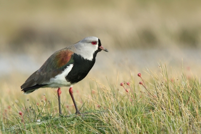 Op vakantie in Patagoni tussen de andere activiteiten door toch nog behoorlijk wat vogelfoto's kunnen maken. Dit is de eerste die ik plaats. Op BP staan nog weinig foto's van deze kievitsoort. Nabij ons hotel in El Calafate lag Laguna Nimez, werkelijk een vogelparadijsje met allerlei soorten water, riet, moeras- en roofvogels. Het was volop lente met balstende en parende vogels. Sommige eenden hadden al jongen. Meer foto's volgen.