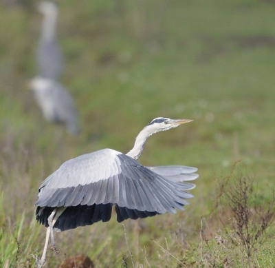 Er zaten drie reigers in een drooggevallen greppel waarbij de eerste reiger wegvloog.
En net op een mooi moment kon ik dit plaatje maken.
Nu is dit een foto van een "gewone" blauwe reiger maar als ik dan thuis kom en de foto's bekijk op de computer wordt ik er toch weer blij van!
Ik fotografeer nu bijna een jaar en heb ererg veel lol in, je hebt namelijk twee hobby's tegelijk namelijk wandelen in de natuur en dan nog leuke "mooie" foto's maken onderweg.
Helemaal te gek!
Bij deze wil ik dan ook aan de mede hobbyisten vragen om wat tips en opmerkingen te geven zodat ik wat kan opsteken met het maken van dit soort plaatjes.