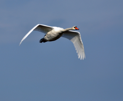 Vanuit de Vogelkijkhut gefotgrafeerd met een Nikon D90 en Teleconverter 1,4. Uit de hand.