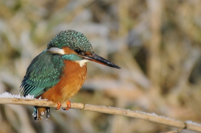 het was zo koud dat zelfs de waterdruppeltjes aan haar staartje bevroren waren.