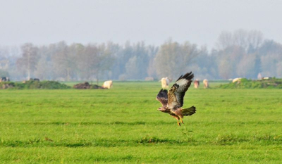 Mijn eerste buizerd met mijn nieuwe 300mm f4.0  lens. Helaas nog niet dichtbij, maar morgen komt de Nikon Teleconverter 1.4 binnen en hoop ik nog vele mooiere plaatjes te kunnen schieten. Vond het zelf een mooi vluchtbeeld. Er volgt hopelijk snel meer van deze prachtvogel.