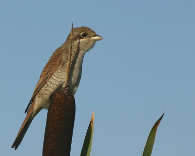 Op een rietsigaar op de uitkijk in het avondzonnetje.
De klauwier is nu helaas weg, maar ik heb er een paar dagen volop van genoten. Het was een intrigerend beestje!
Genomen met Canon EOS 300d, Sigma APO 135-400
Sluitertijd 1/800, diafragma 10, ISO 200, enkele derden onderbelicht.
Brightness opgekrikt, gecropt en verscherpt met USM.