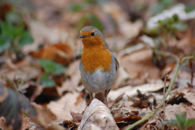 Deze roodborst poseerde even voor mij... en liet zich vrijwillig van dichtbij fotograferen.