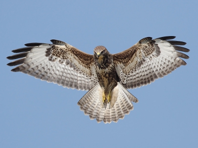 Buteo buteo / Buizerd / Common Buzzard